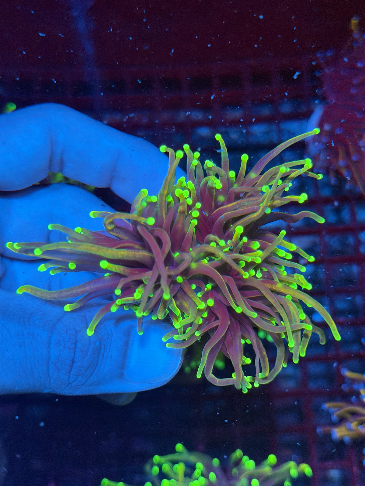 JEA Dragon Fire Torch Coral 3 Heads XL 10/11