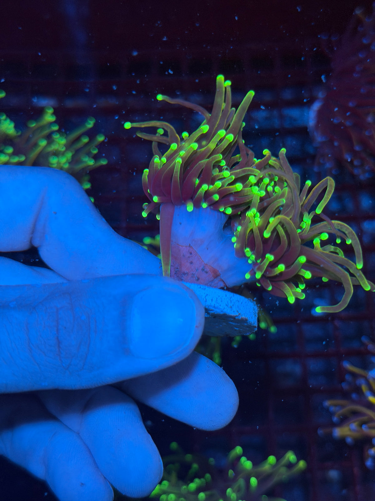 JEA Dragon Fire Torch Coral 3 Heads XL 10/11