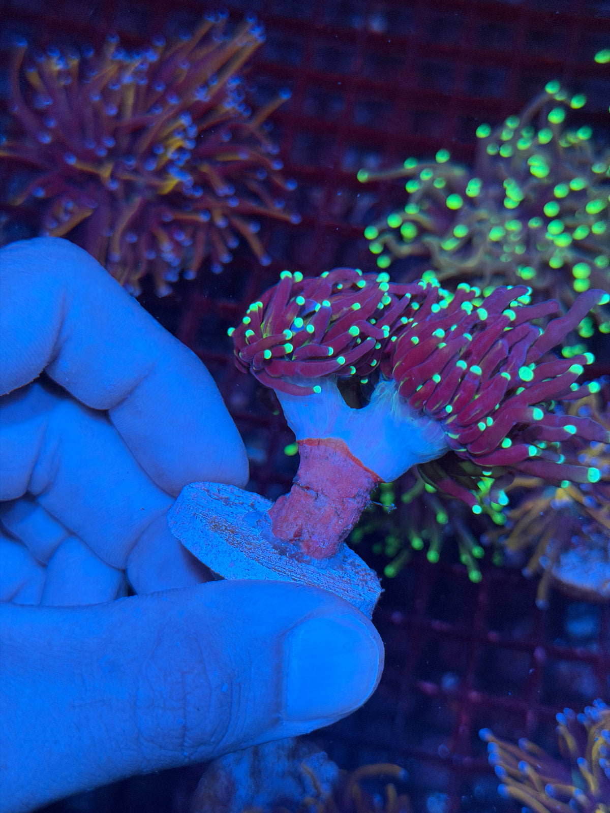 JEA Medusa Torch Coral 3 Heads Splitting XL 10/11