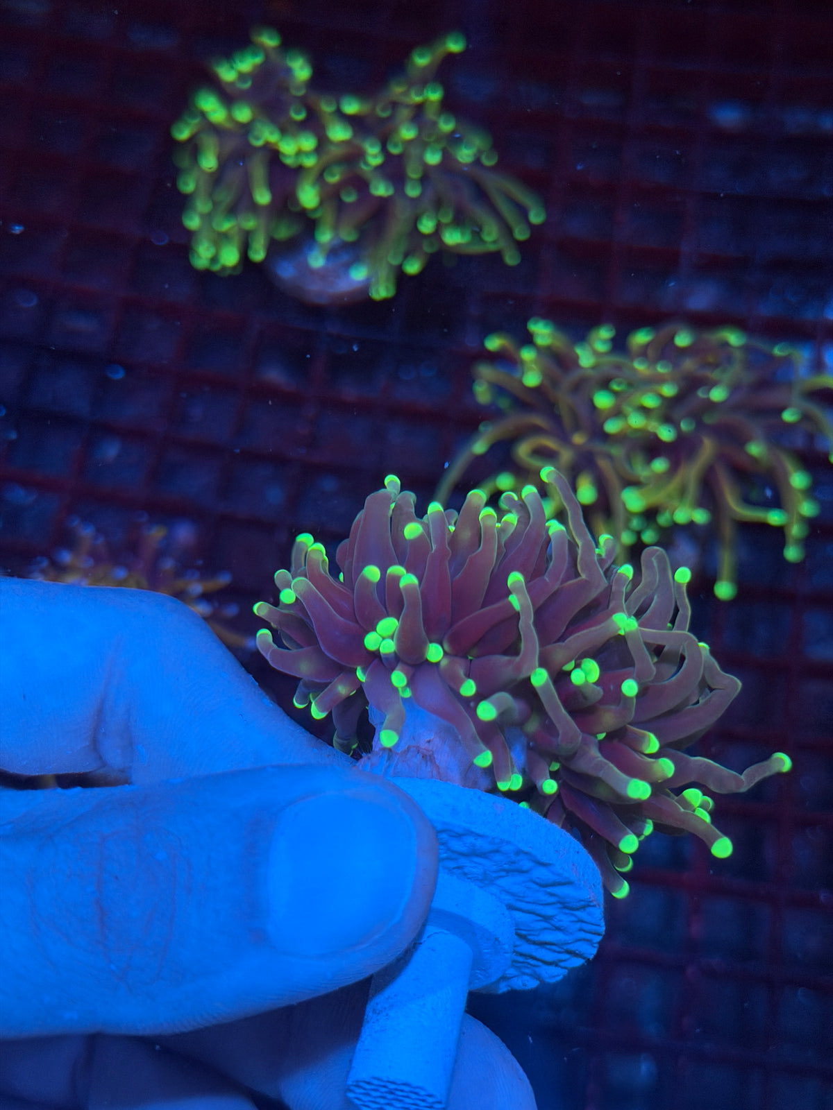 JEA Glo Stick Torch Coral 1 XL Head Splitting 10/10