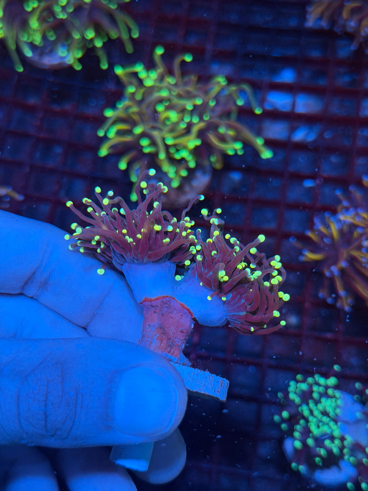 JEA Firefly Torch Coral 2 Heads XL 10/11