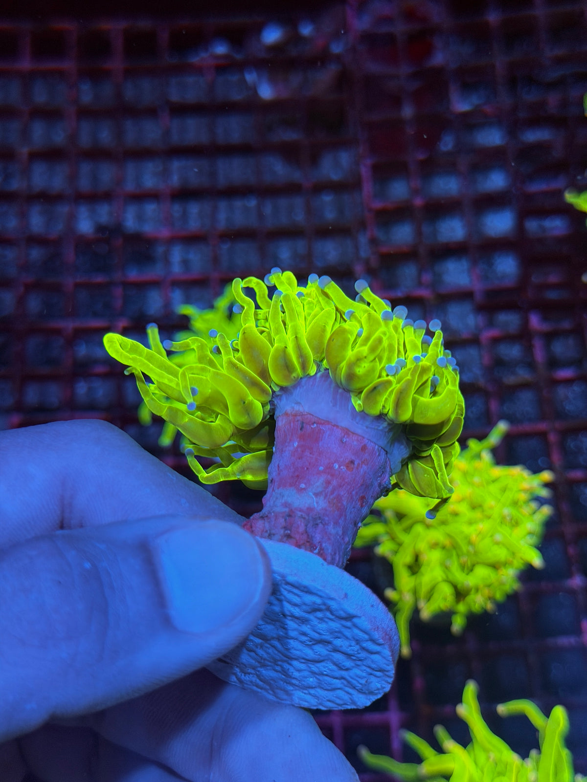 JEA 24k Holy Grail Torch Coral 1 XL Head 10/11