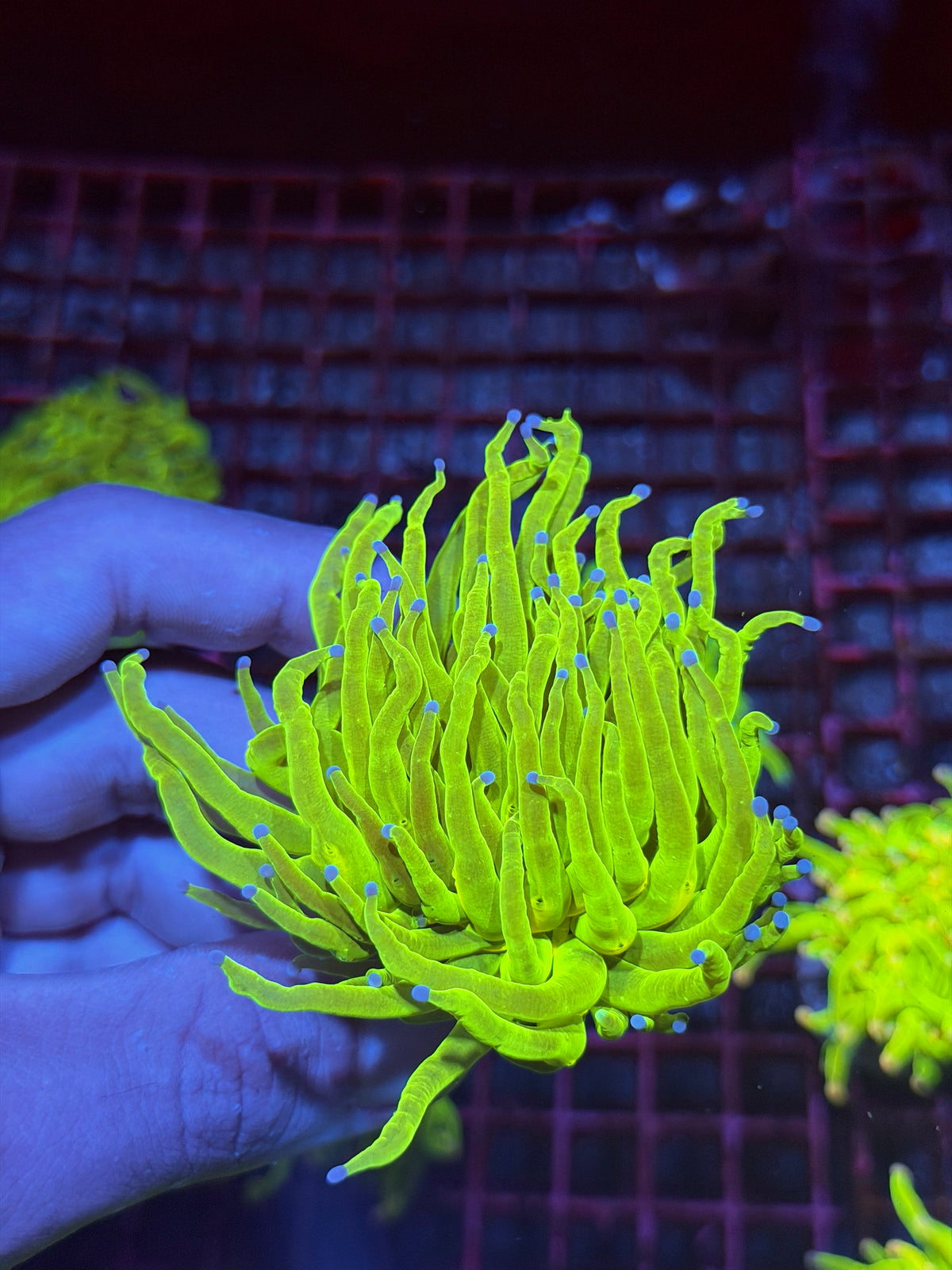 JEA 24K Holy Grail Torch Coral 1 XL Head 10/10