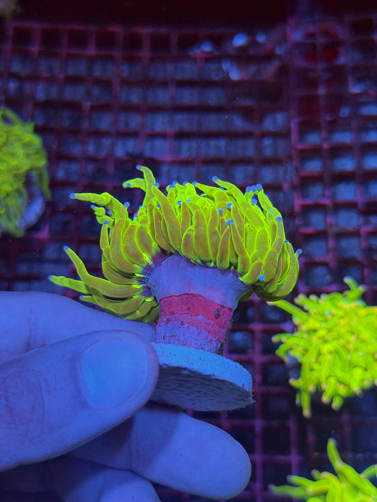 JEA 24K Holy Grail Torch Coral 1 XL Head 10/10