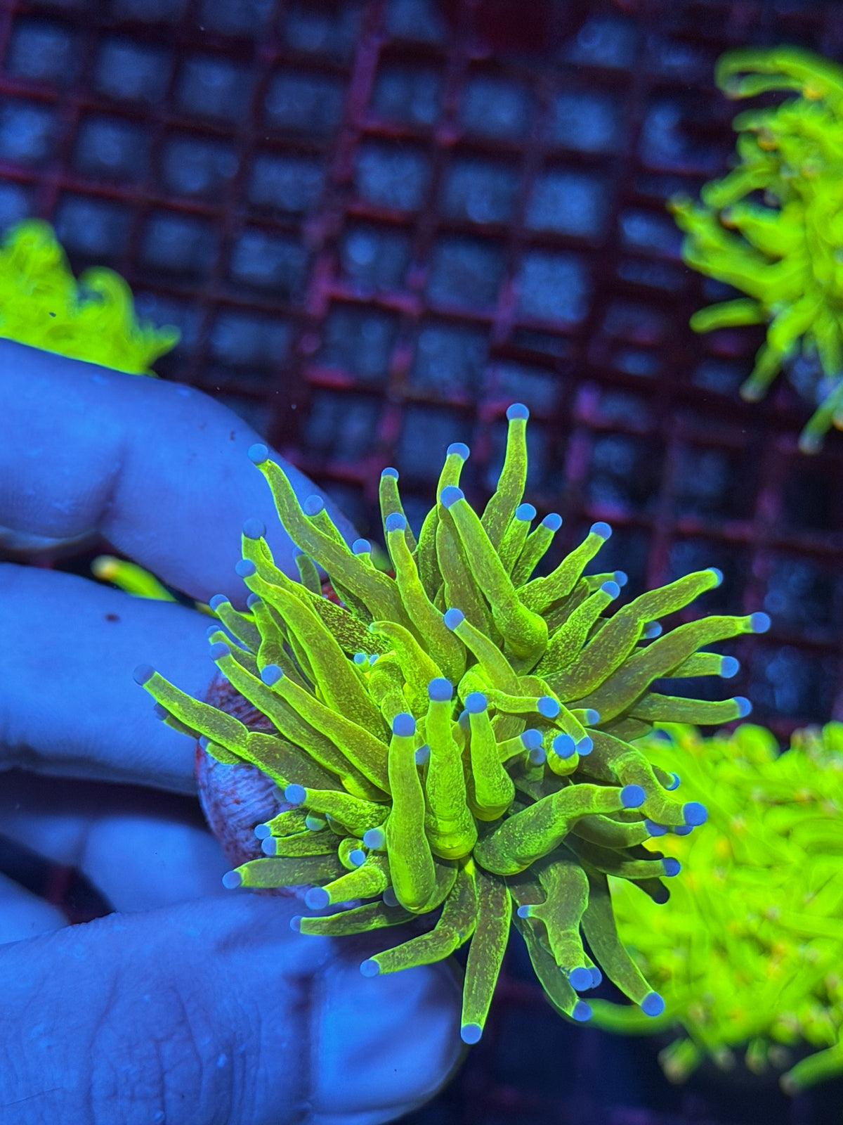 JEA Grafted Glitter Holy Grail Torch Coral 1 XL Head 10/11