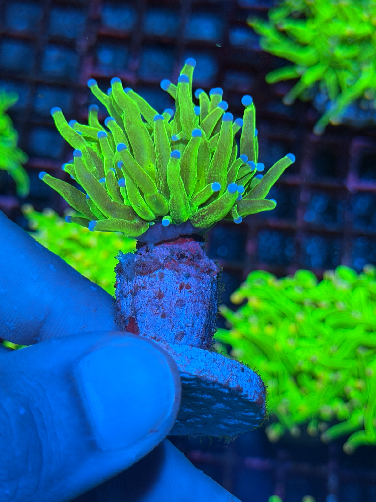JEA Grafted Glitter Holy Grail Torch Coral 1 XL Head 10/11