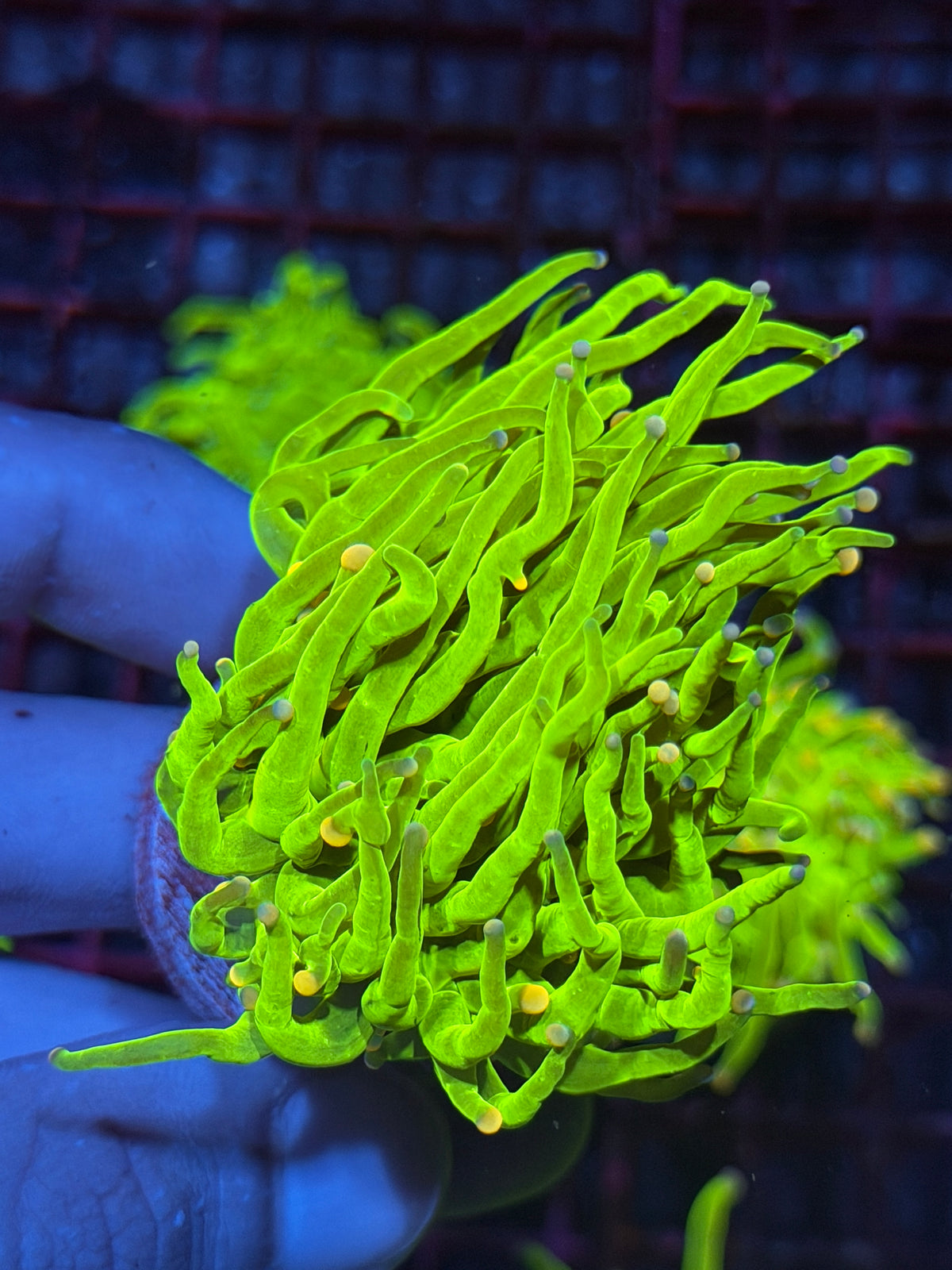 JEA Sweet Tarts Holy Grail Torch Coral 1 XL Head Splitting 10/10