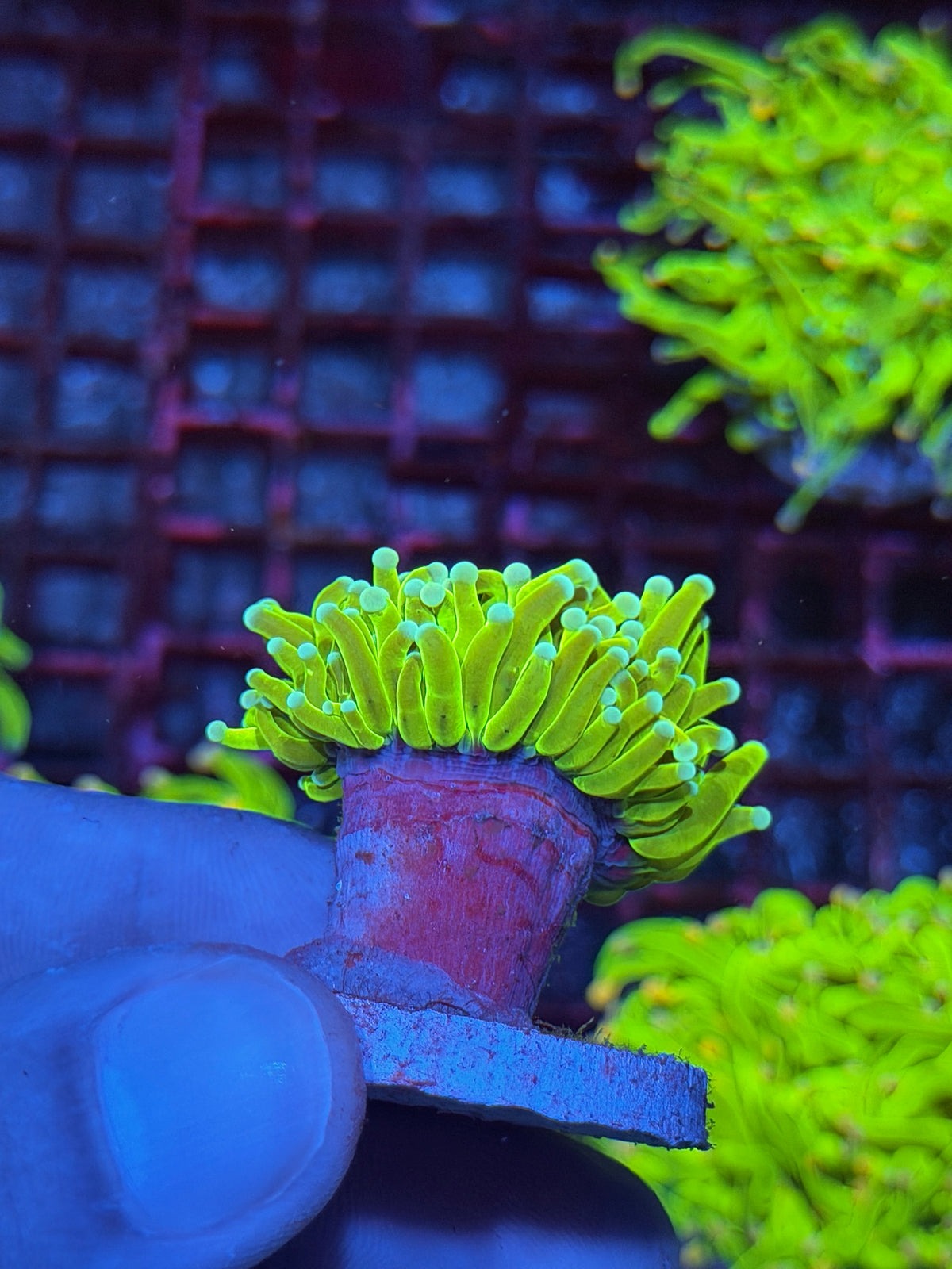 JEA White Widow Holy Grail Torch Coral 1 Head XL 10/11