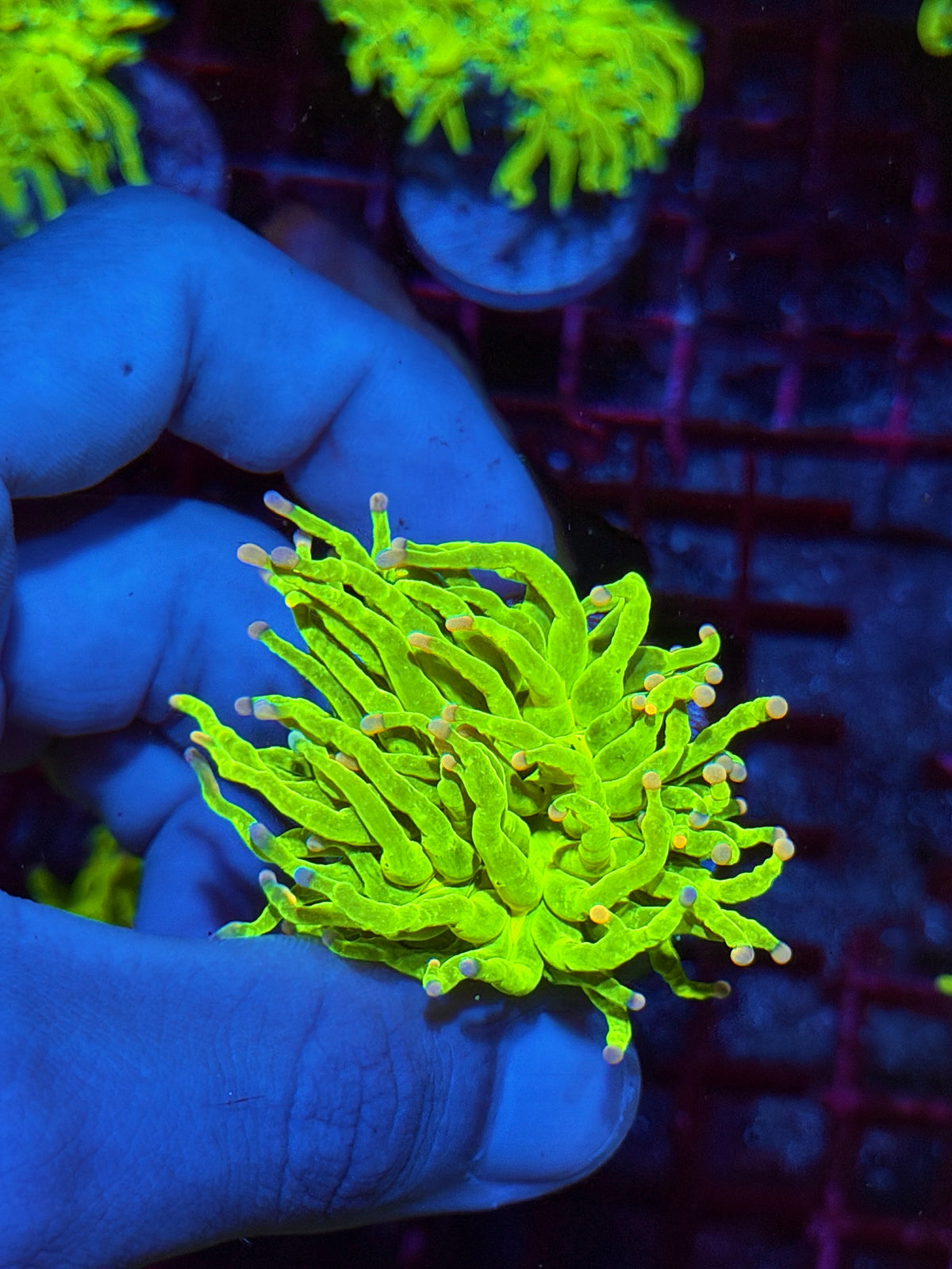 JEA Skittles Holy Grail Torch Coral 1 Head 10/24