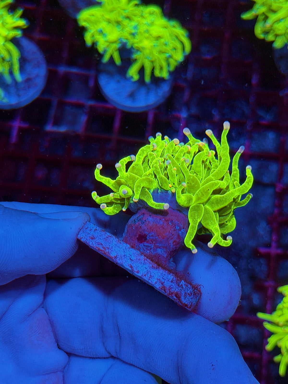 JEA Skittles Holy Grail Torch Coral 1 Head 10/24