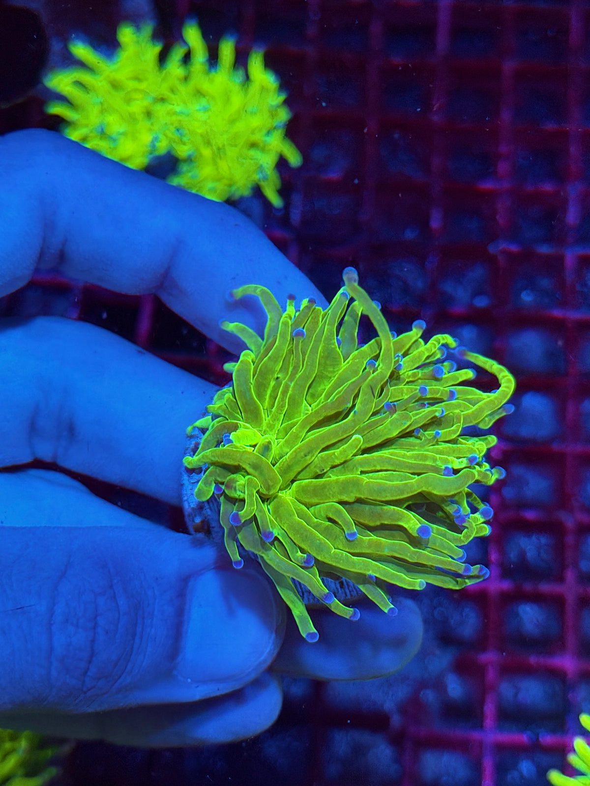 JEA Holy Grail Torch Coral 1 XL Head 10/20