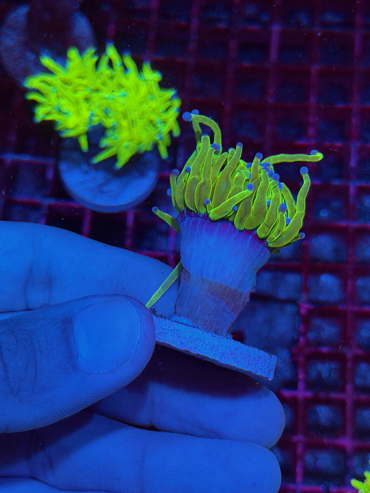 JEA Holy Grail Torch Coral 1 XL Head 10/20