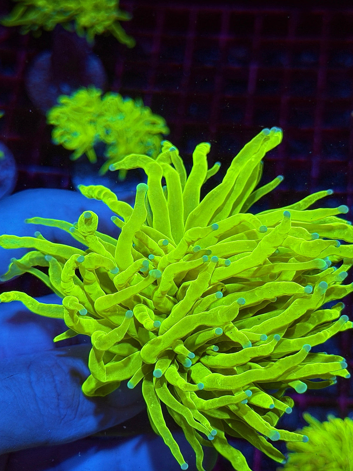 JEA Frost Bite Holy Grail Torch Coral 1 XXL Head 10/24
