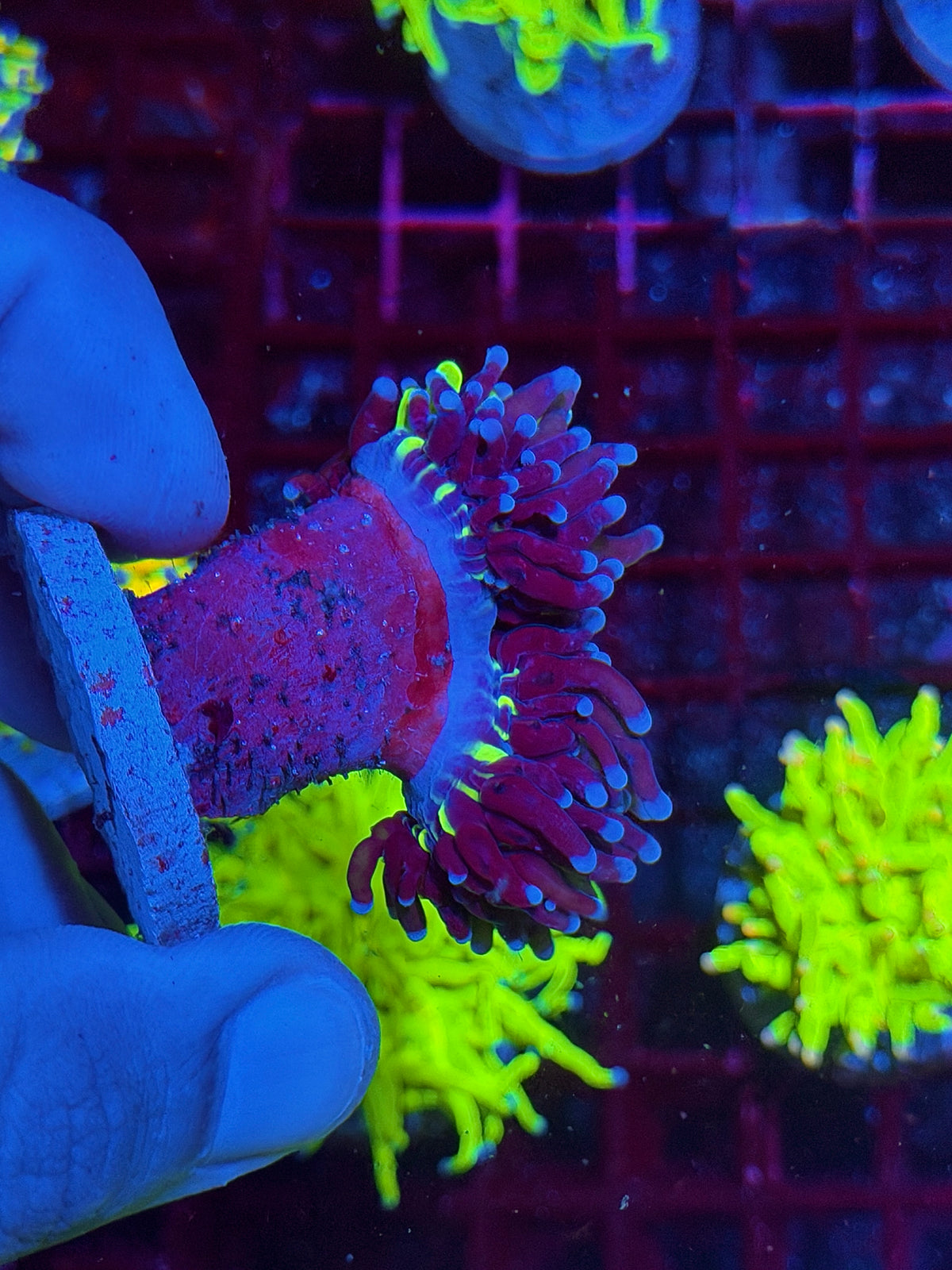 JEA Grafted Holy Grail Torch Coral 2 Heads 50/50 Split Both Grafted Collectors Piece 10/21