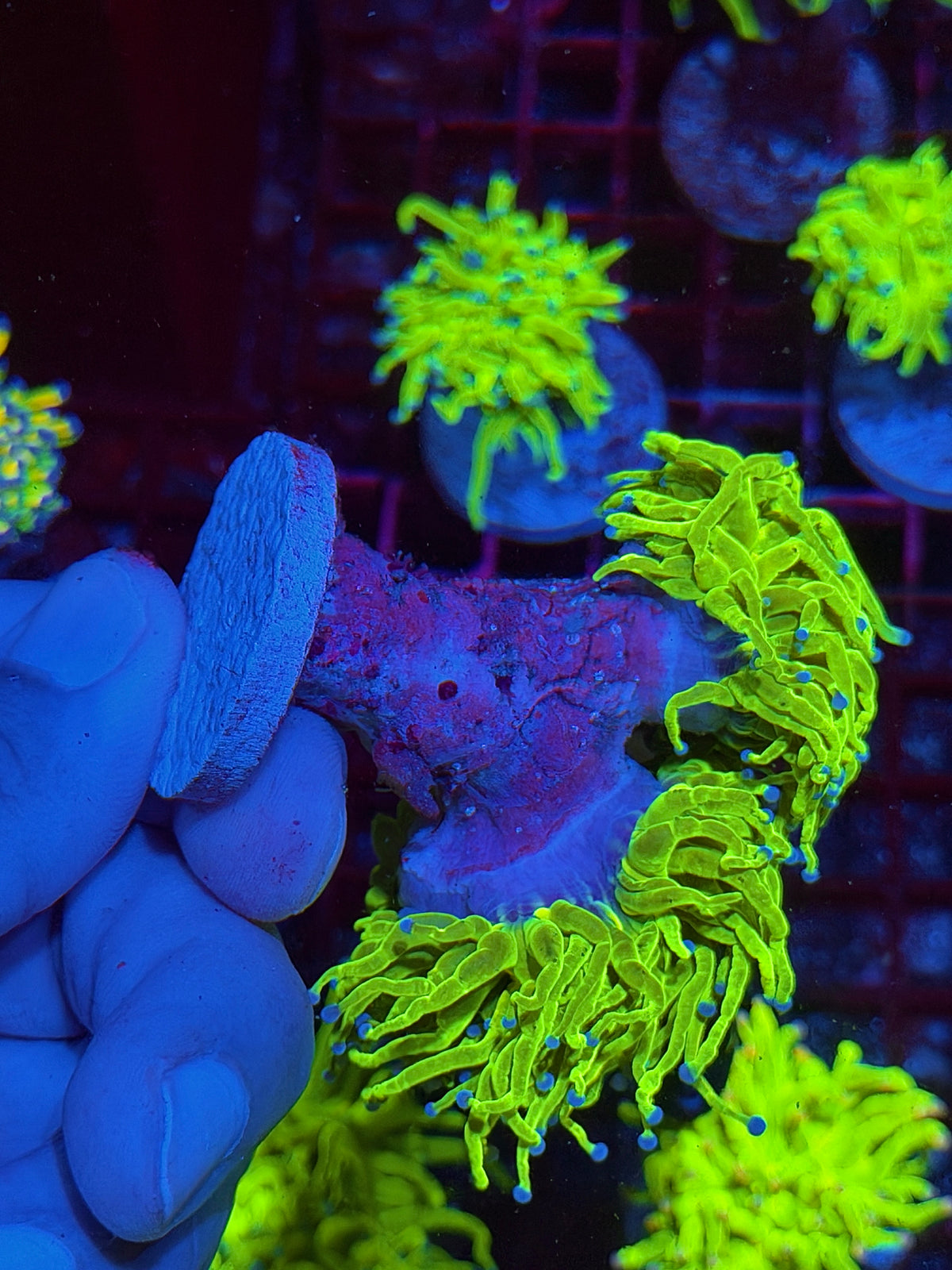 JEA Holy Grail Torch Coral 2 XXXL Heads Splitting to 4 Show Piece 10/24