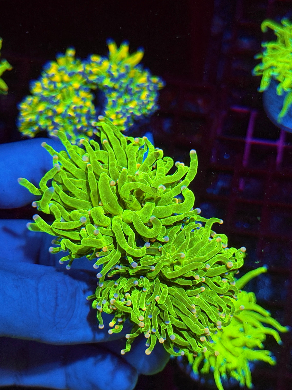 JEA Jelly Bean Holy Grail Torch Coral 2 Heads XXL Show Piece 10/20