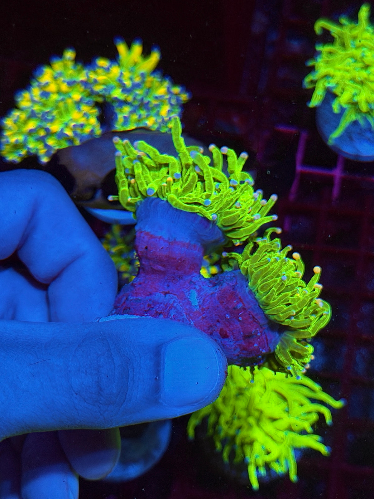 JEA Jelly Bean Holy Grail Torch Coral 2 Heads XXL Show Piece 10/20