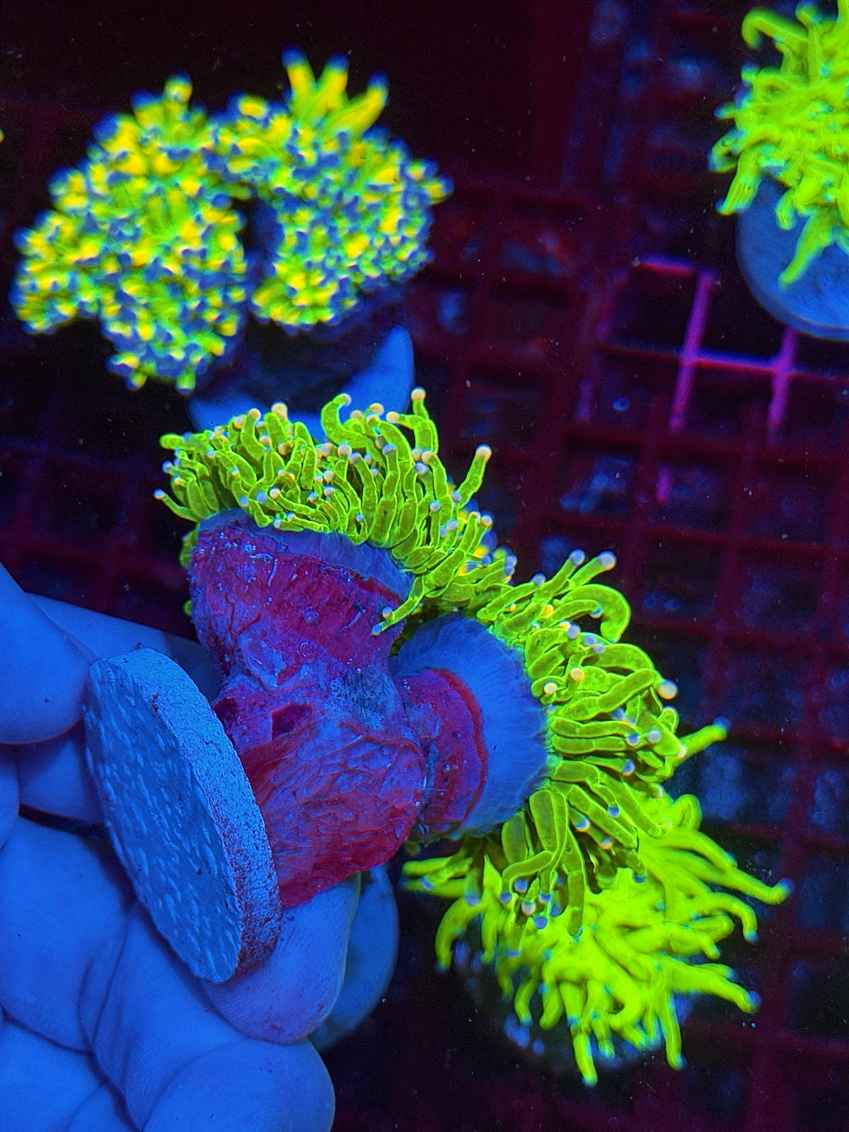 JEA Jelly Bean Holy Grail Torch Coral 2 Heads XXL Show Piece 10/20