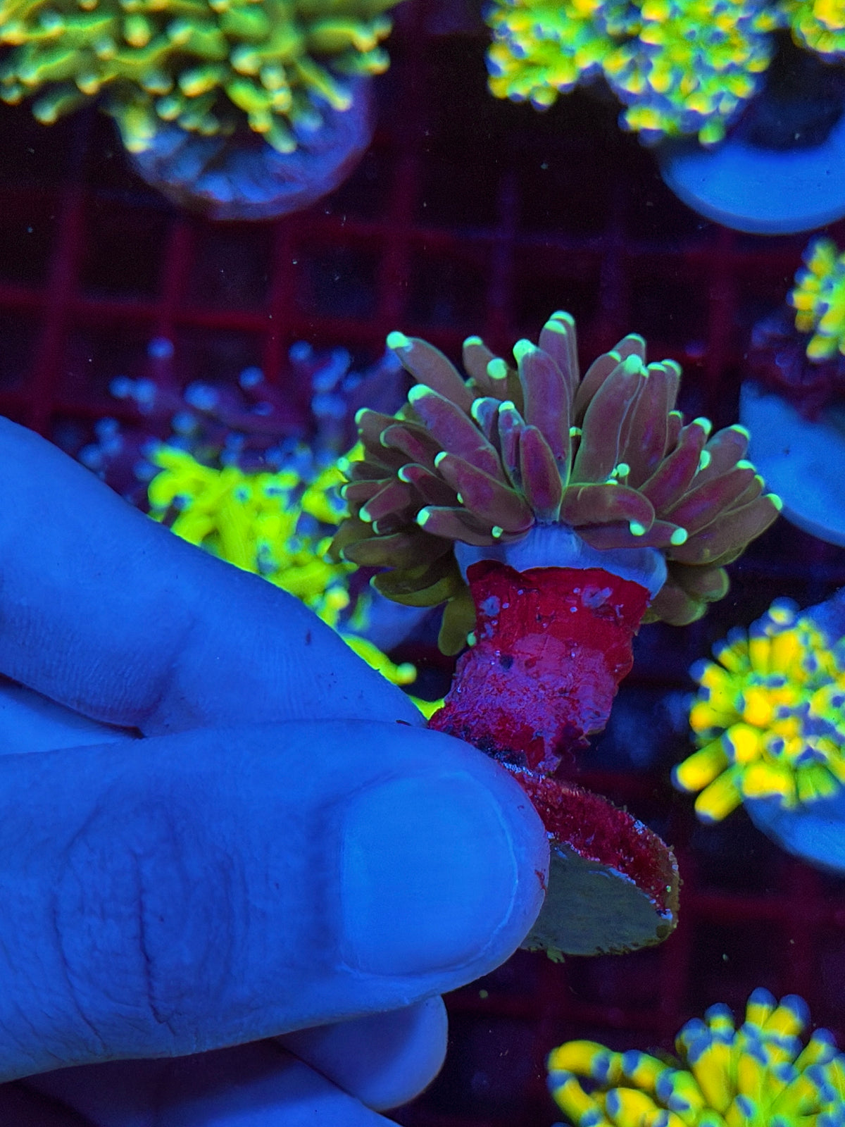 JEA Reverse Tiger Torch Coral 1 Head XL 10/21