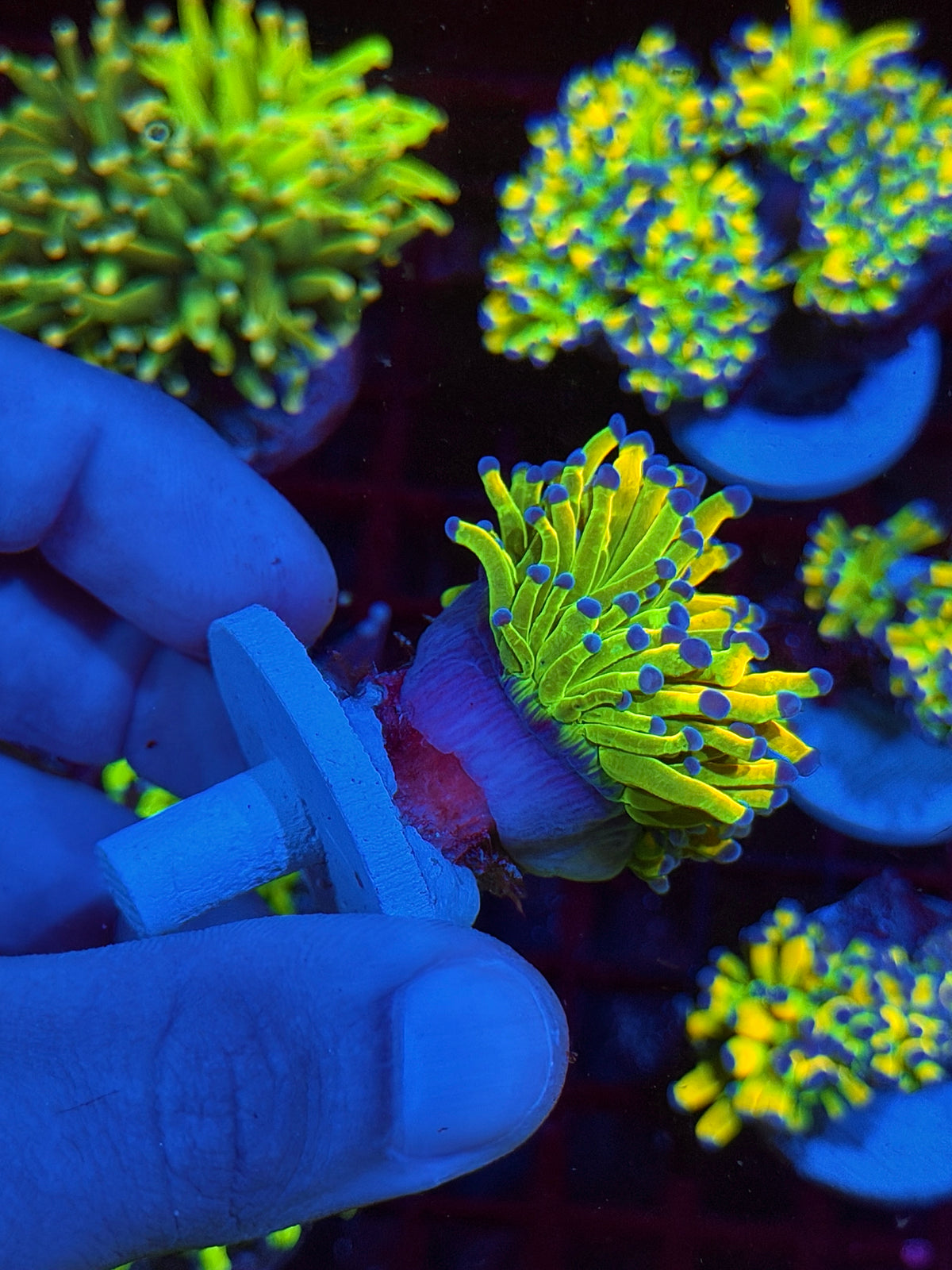 CC24K Holy Grail Torch Coral 1 Head XL 10/21