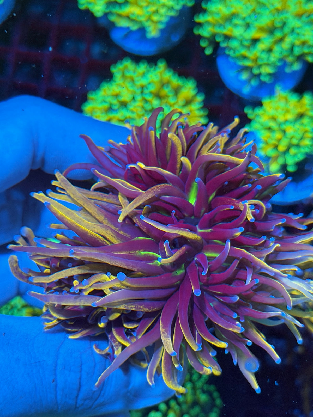 JEA New York Knicks Torch Coral 3 Heads Splitting to 4 Aquacultured 10/25