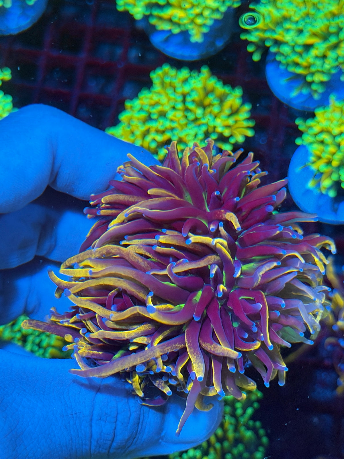 JEA New York Knicks Torch Coral 3 Heads Splitting to 4 Aquacultured 10/25