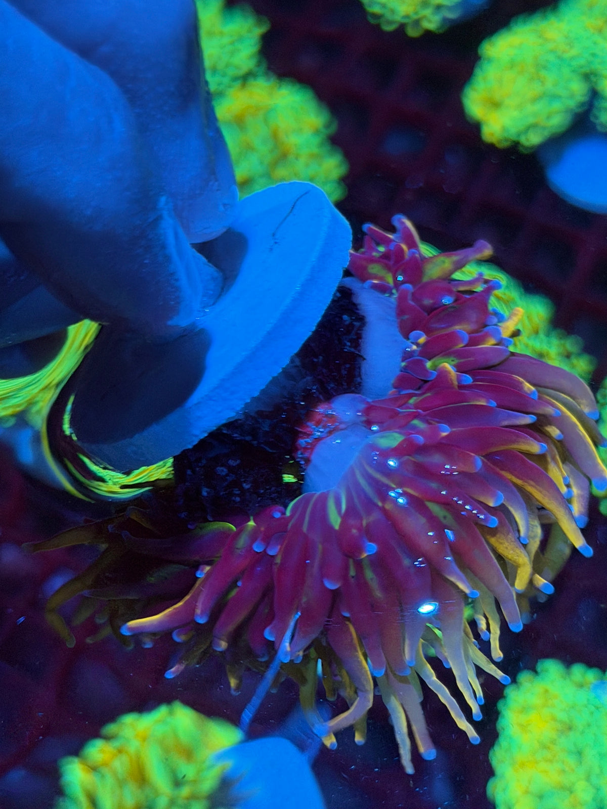 JEA New York Knicks Torch Coral 3 Heads Splitting to 4 Aquacultured 10/25