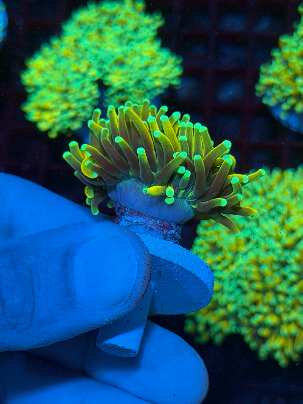 JEA Malaysian Sun God Torch Coral 1 Head XL 10/25
