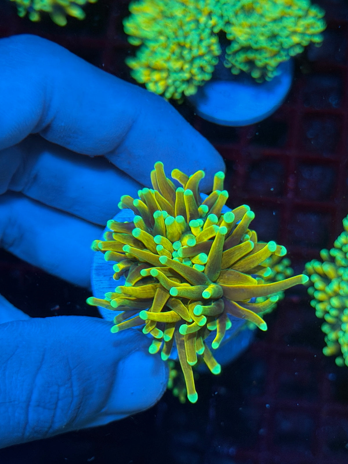 JEA Malaysian Sun God Torch Coral 1 Head XL 10/21