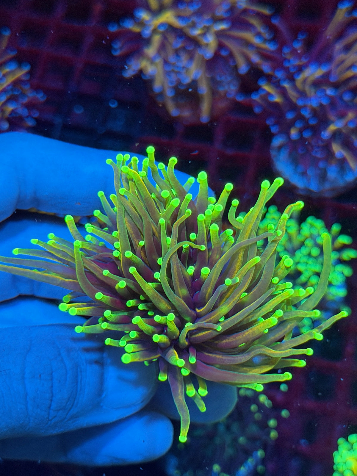 JEA Dragon Fire Torch Coral 2 Heads XL 10/24
