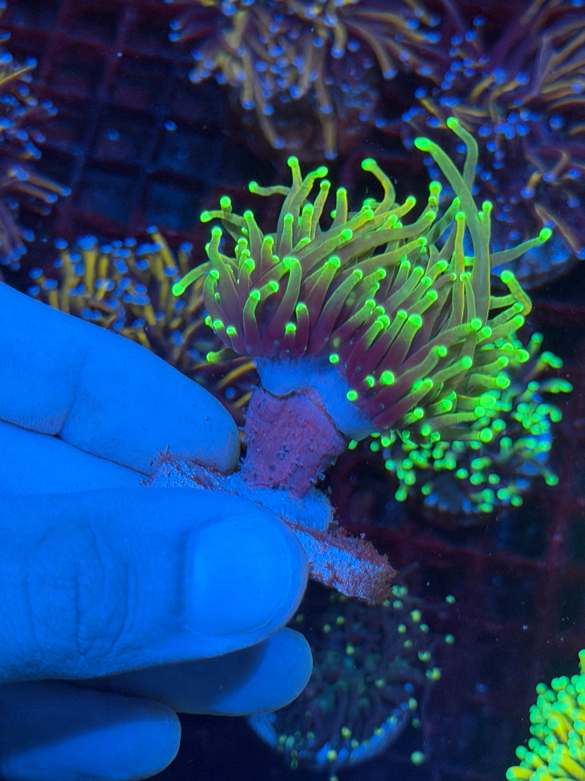 JEA Dragon Fire Torch Coral 2 Heads XL 10/24