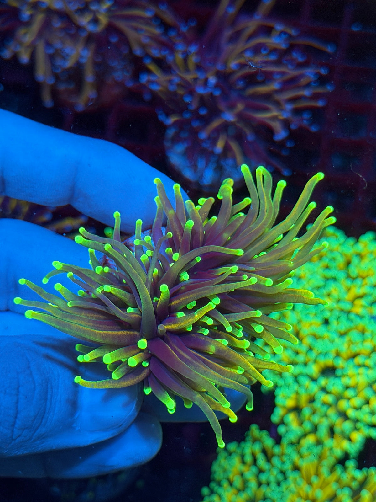 JEA Dragon Fire Torch Coral 2 Heads XL 10/20