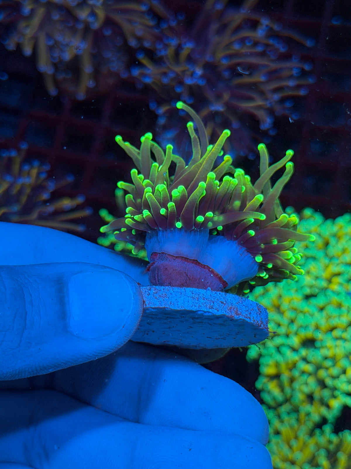 JEA Dragon Fire Torch Coral 2 Heads XL 10/20