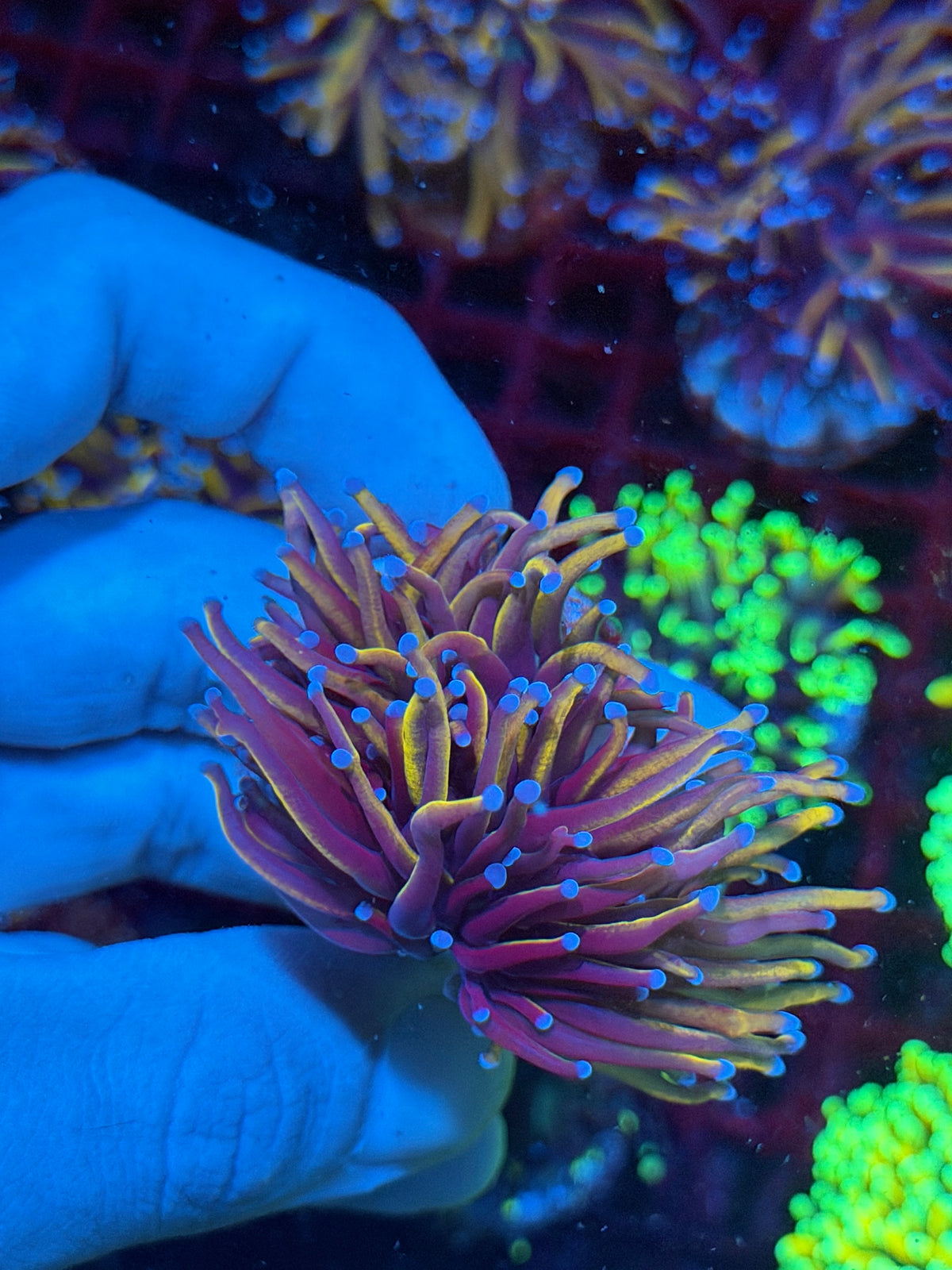 JEA Orange Peel Torch Coral 2 Heads Splitting XL 10/24
