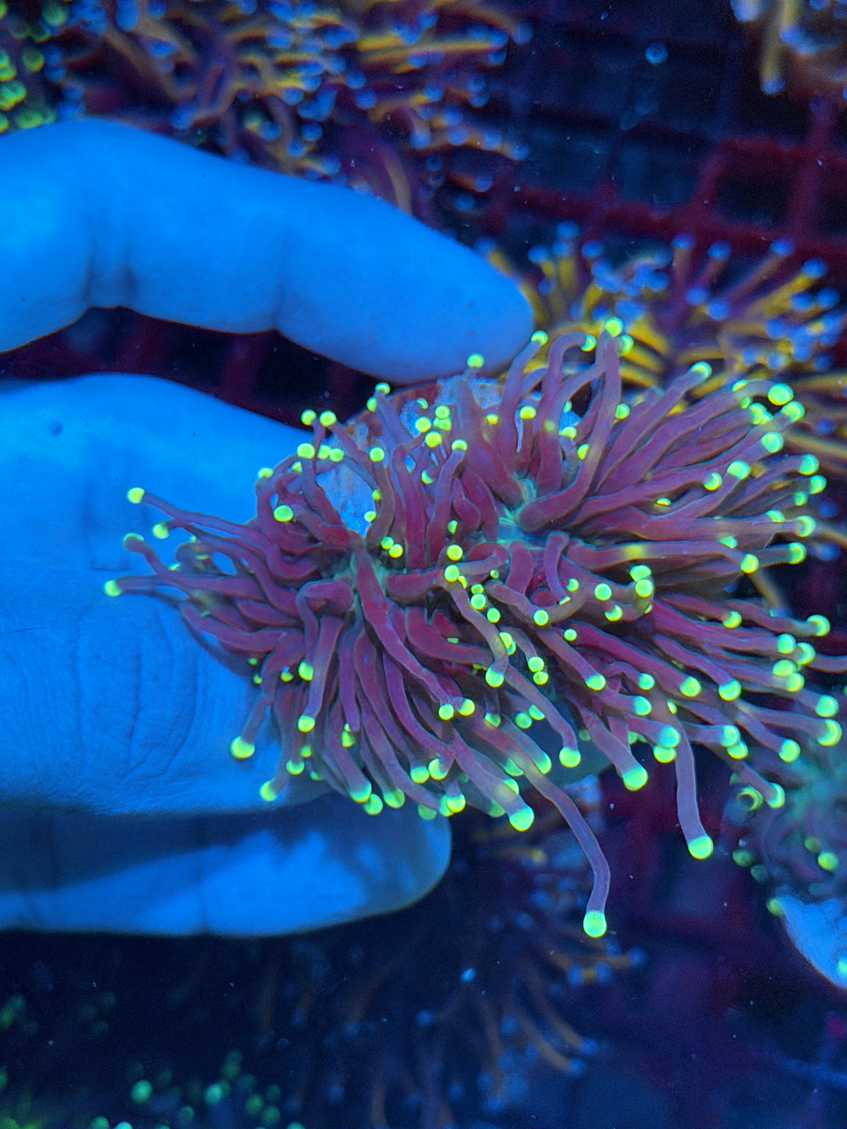 JEA Fire Fly Torch Coral 2 Heads XL 10/20