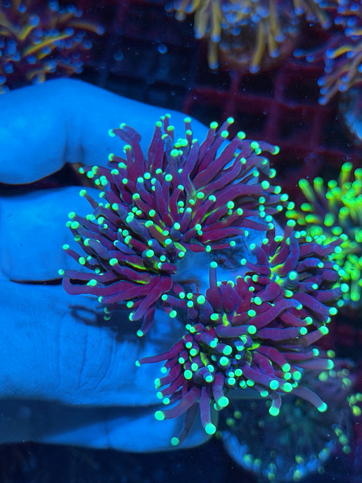 JEA Medusa Torch Coral 2 Heads Splitting to 4 XL 10/24