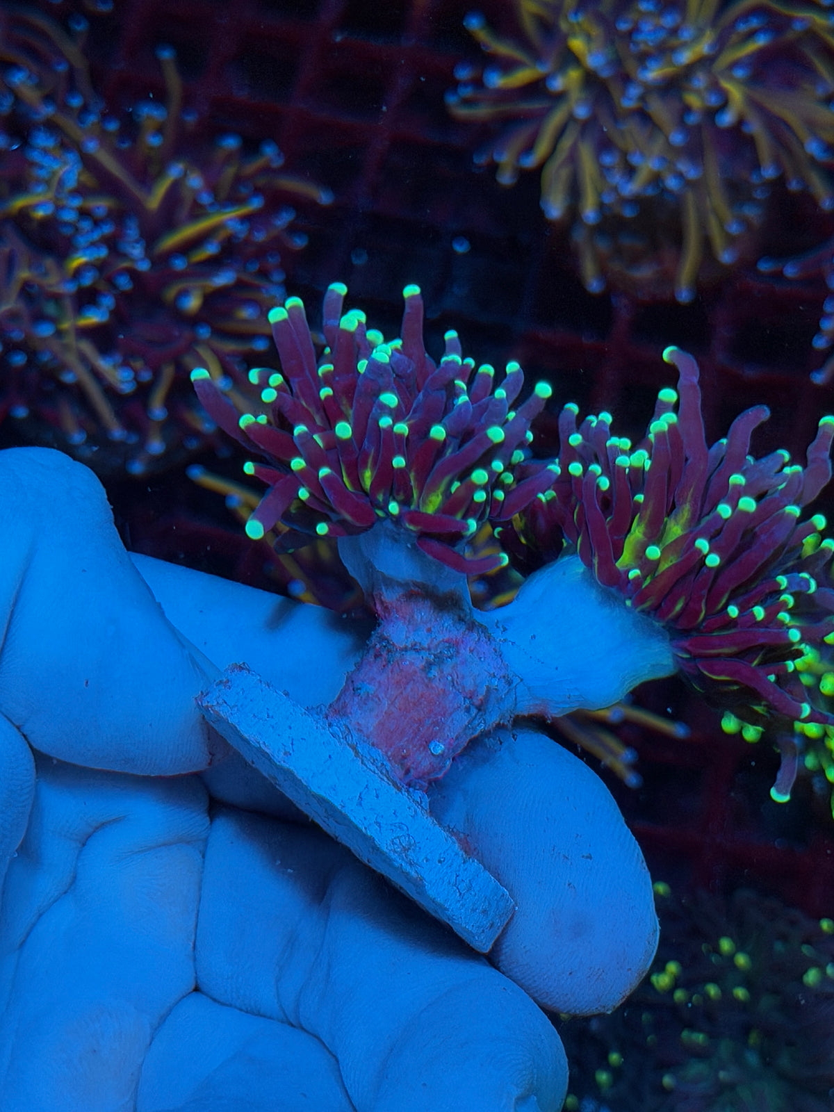 JEA Medusa Torch Coral 2 Heads Splitting to 4 XL 10/24