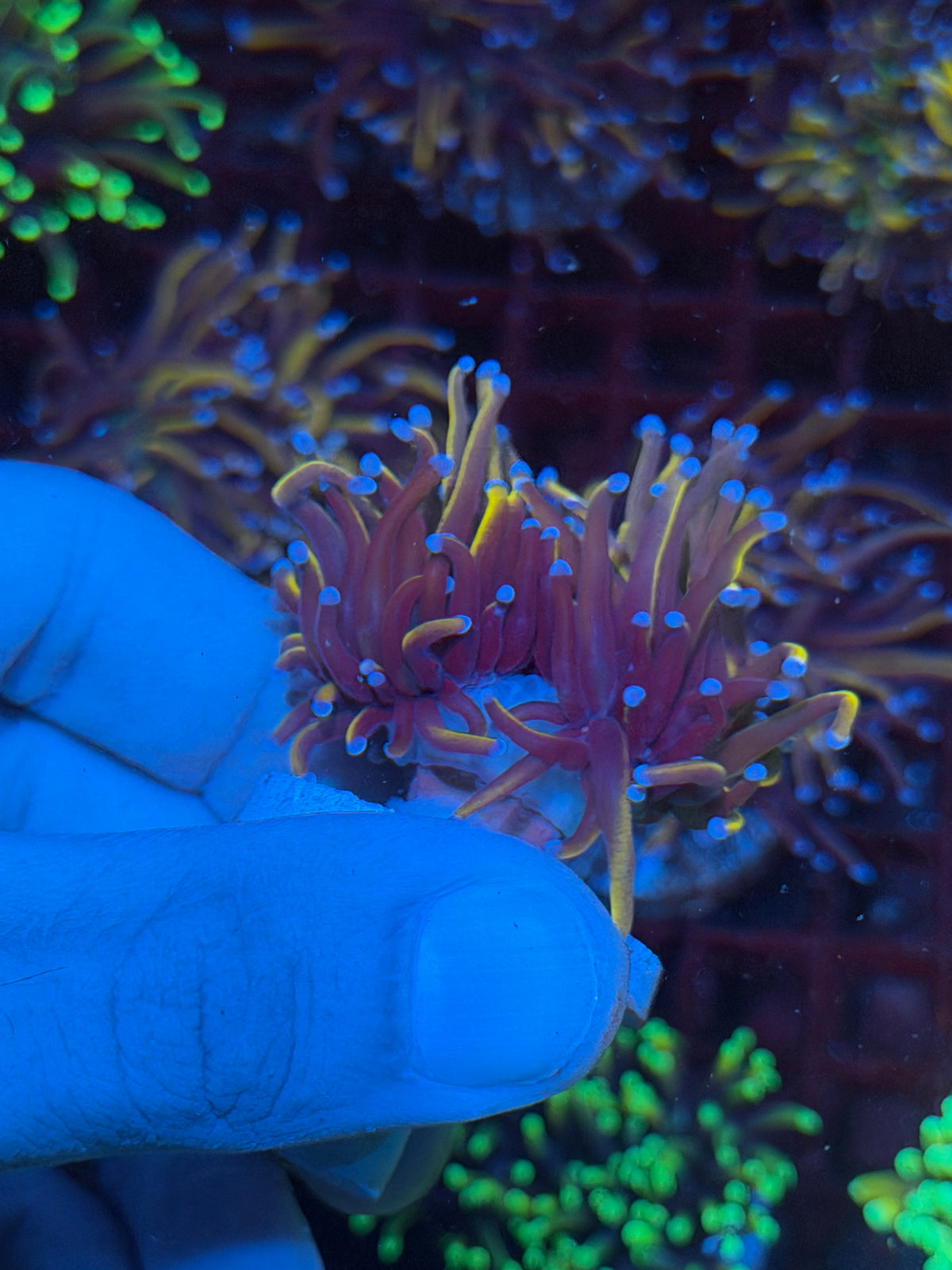 JEA Orange Peel Torch Coral Splitting 2 Heads XL 10/21