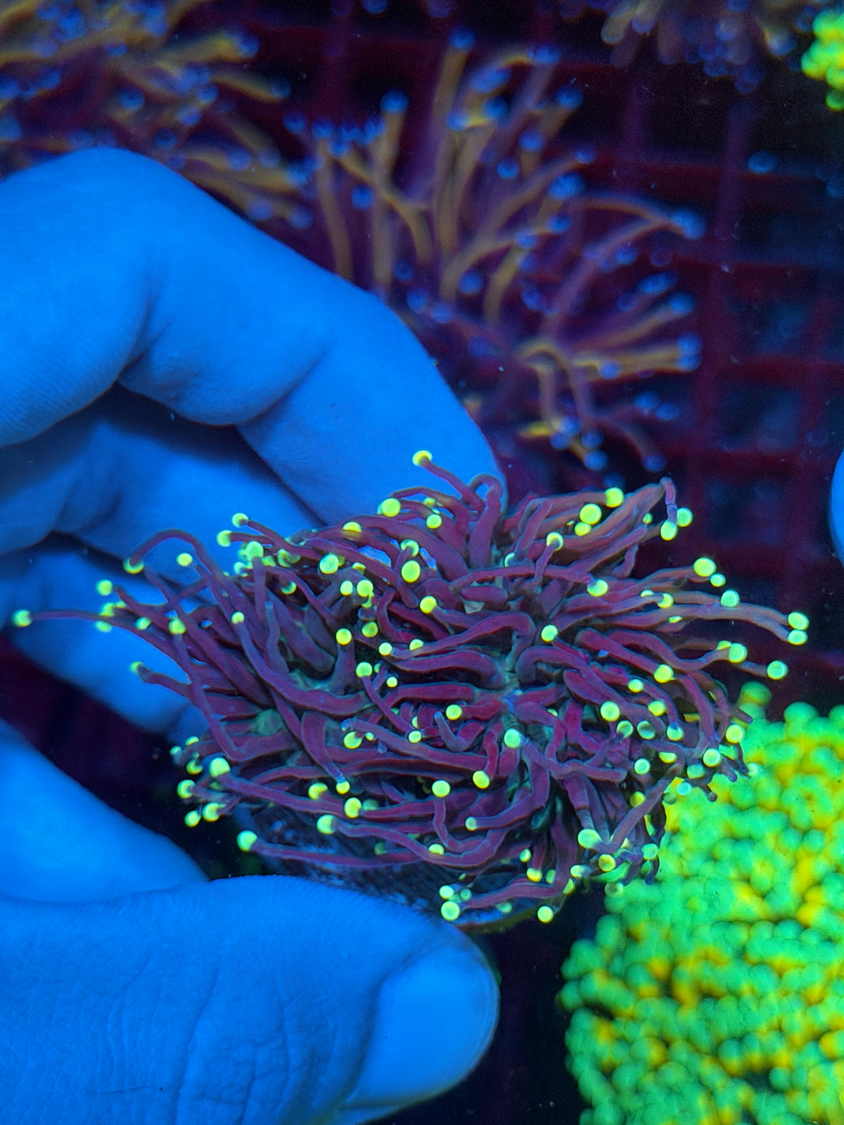 JEA Firefly Torch Coral 2 Heads XL 10/25