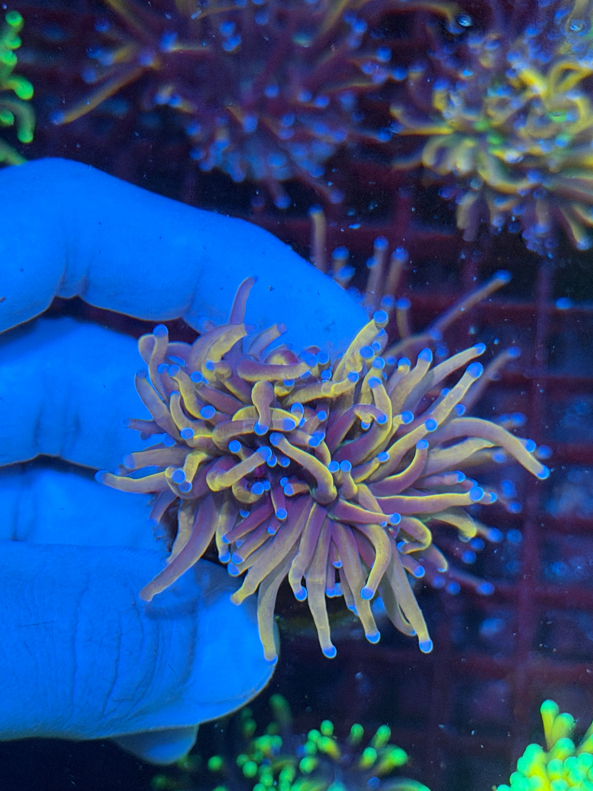 JEA Orange Peel Torch Coral 2 Heads 10/24