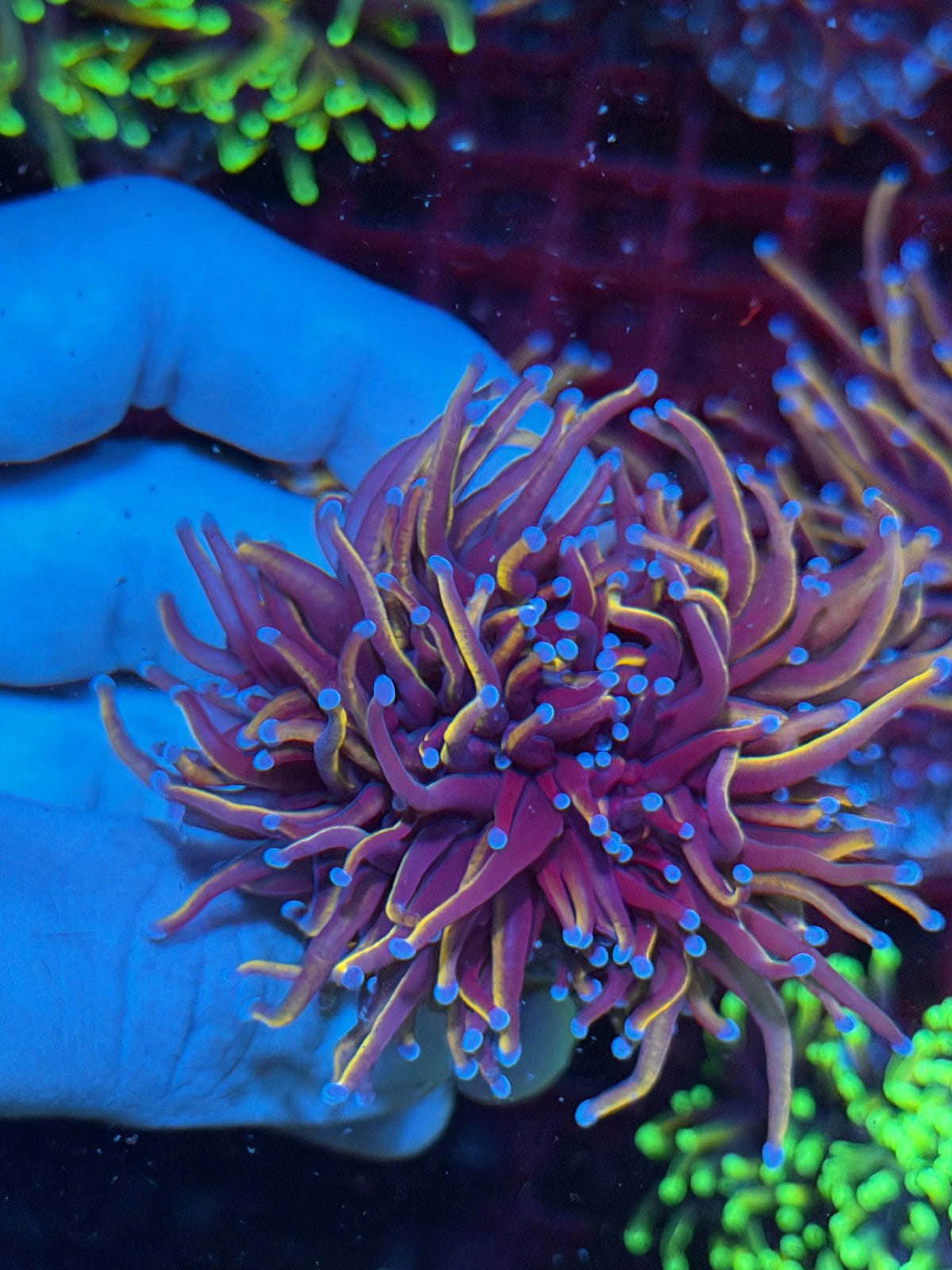 JEA Orange Peel Torch Coral 2 Heads Splitting 10/21