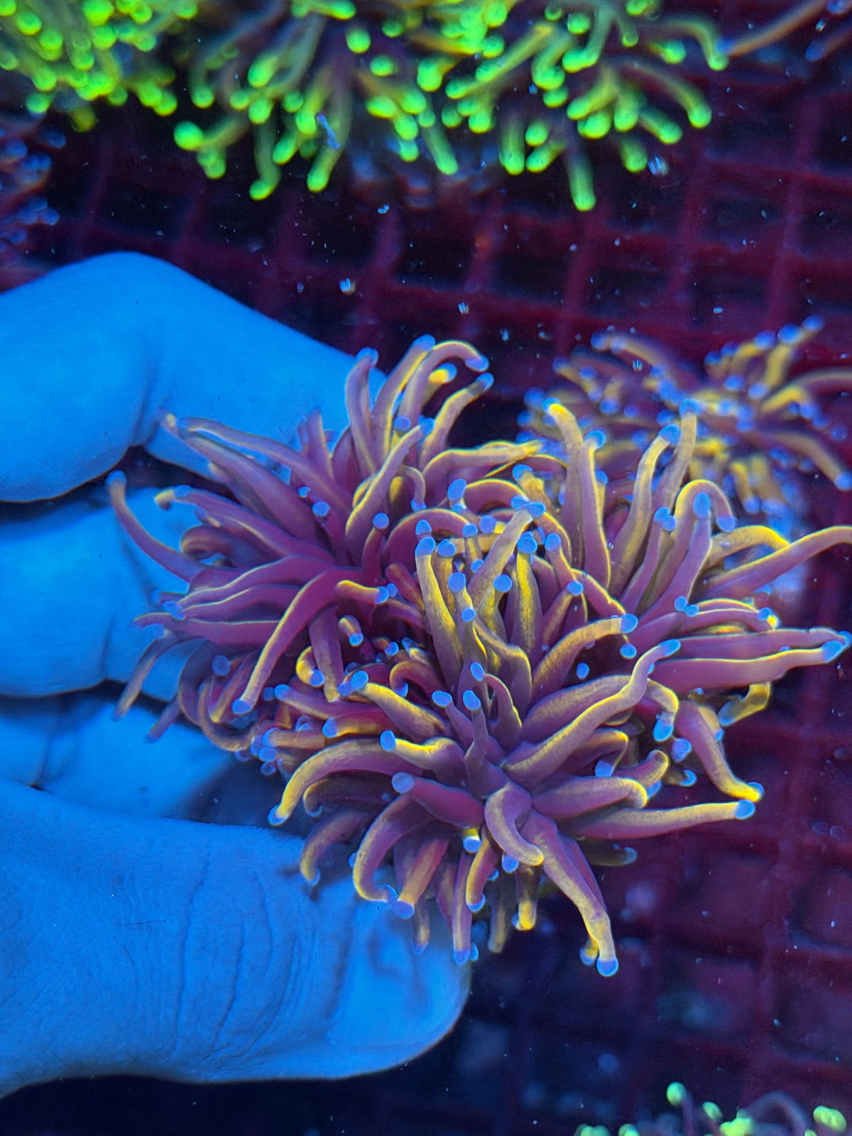 JEA Orange Peel Torch Coral 3 Heads Splitting XXL 10/20