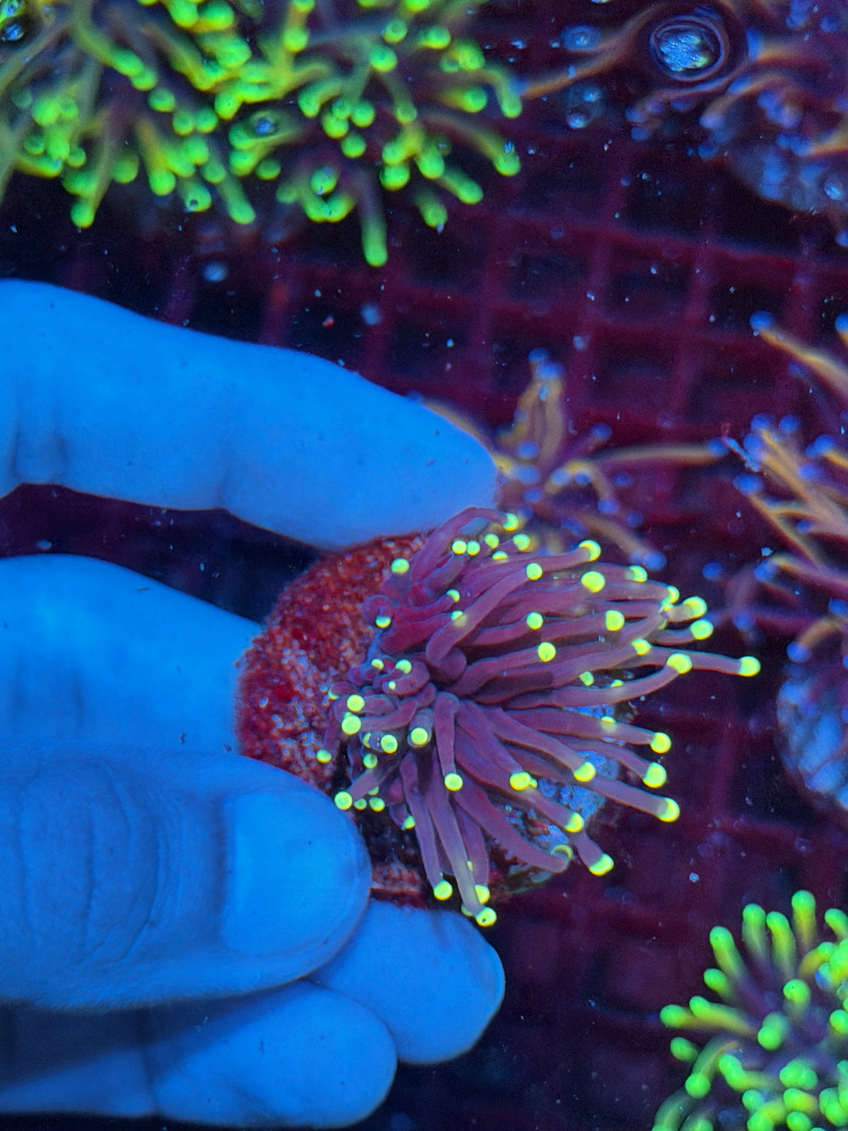JEA Firefly Torch Coral 1 Head 10/24