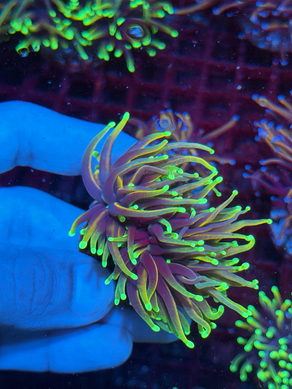 JEA Dragon Fire Torch Coral 2 Heads Splitting XL 10/21
