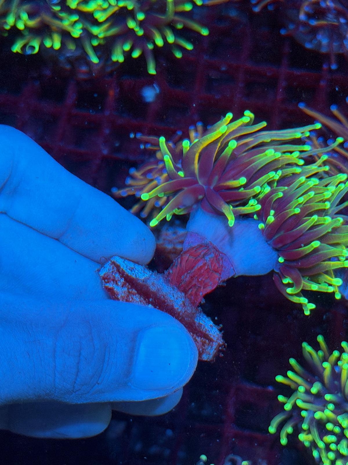 JEA Dragon Fire Torch Coral 2 Heads Splitting XL 10/21