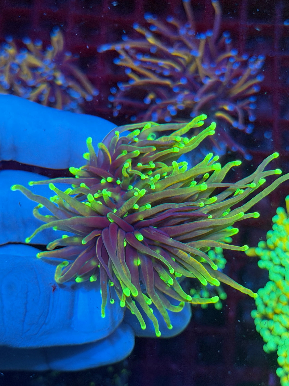 JEA Dragon Fire Torch Coral 2 Heads Splitting XL 10/25