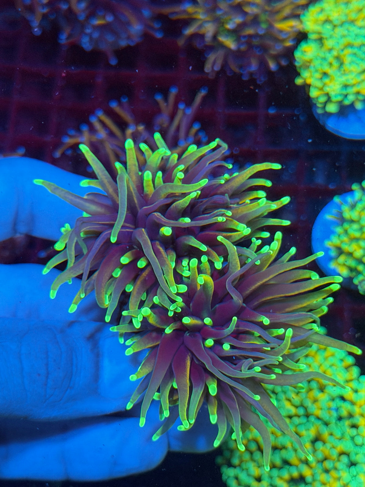 JEA Dragon Fire Torch Coral 2 Heads XL 10/24