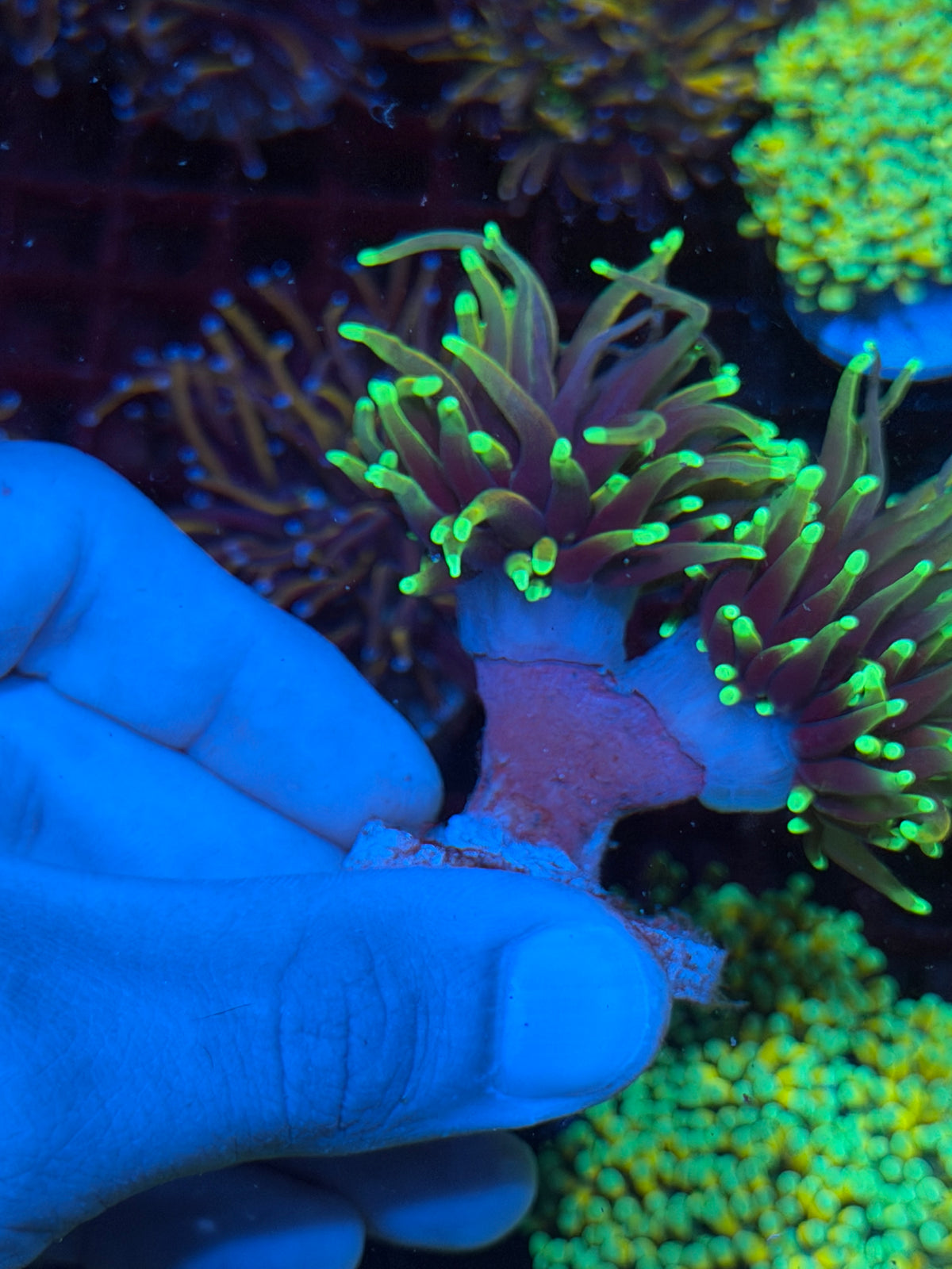 JEA Dragon Fire Torch Coral 2 Heads XL 10/24