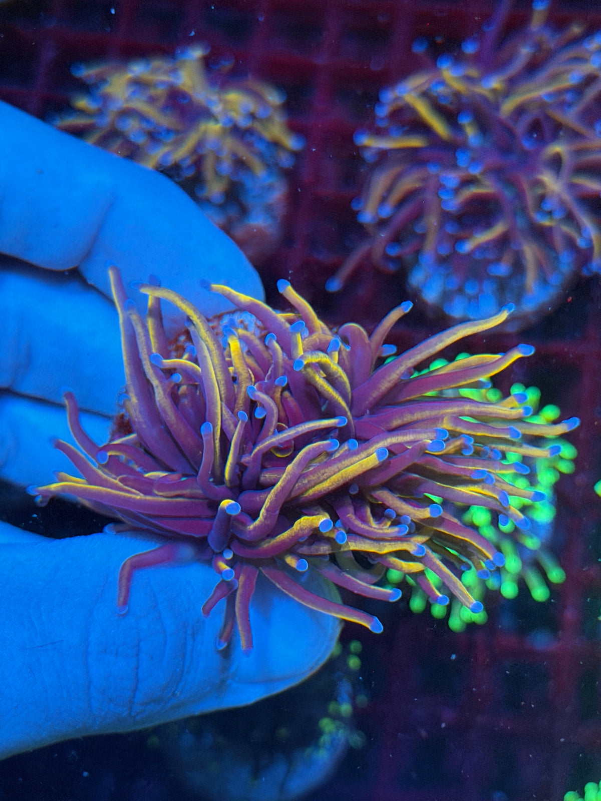 JEA Orange Peel Torch Coral 1 XL Head Splitting 10/20