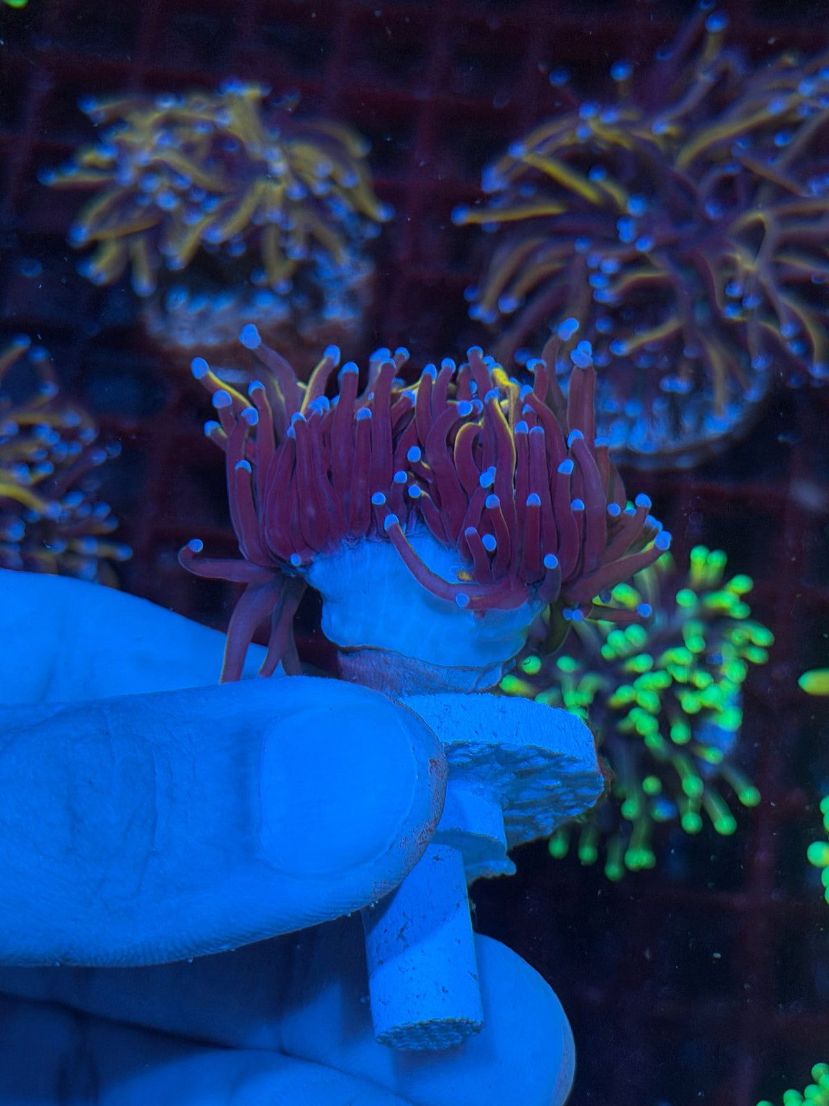 JEA Orange Peel Torch Coral 1 XL Head Splitting 10/20